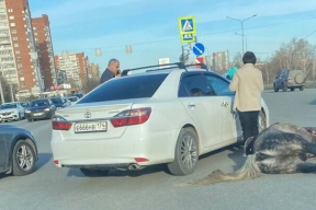 ГИБДД не нашла нарушений со стороны водителя Toyota Camry, сбившей лошадь на перекрестке в Челябинске