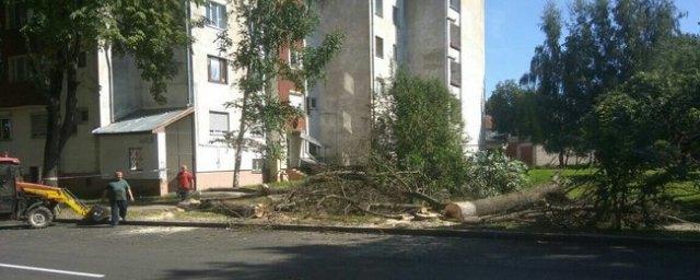 В Пскове в ближайшие дни спилят 32 аварийных дерева