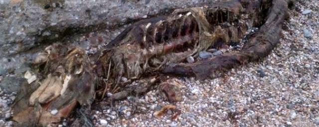 Британцы обнаружили на пляже останки загадочного существа