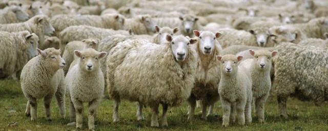 Курское предприятие приобрело 16 тысяч овец из Австралии