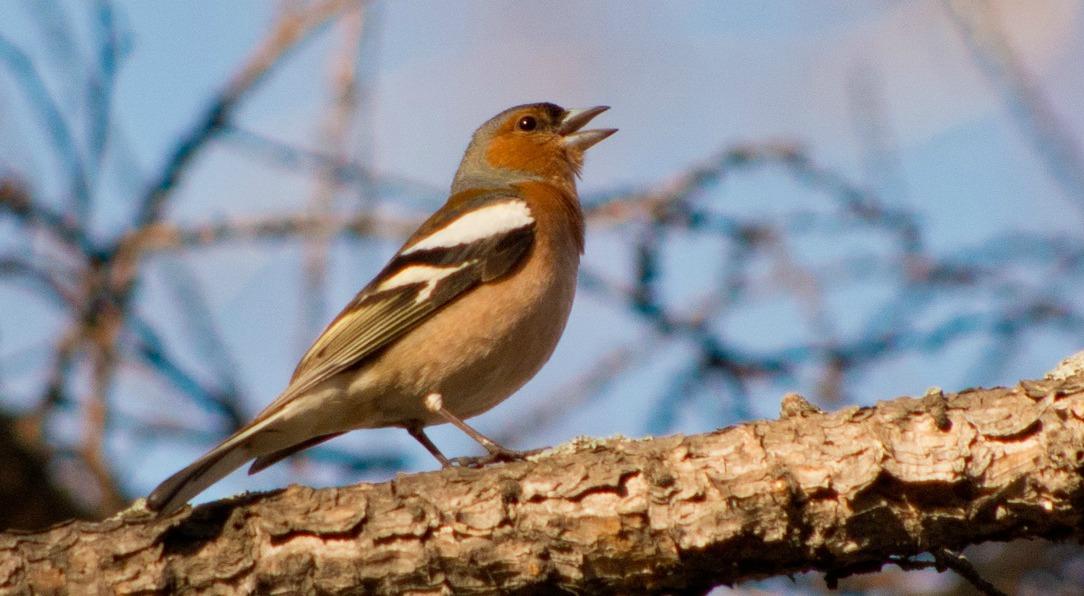 Ученые заявили, что фастфуд изменяет ход эволюции птиц