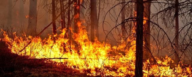 В Туве вынесли приговор поджигателю леса