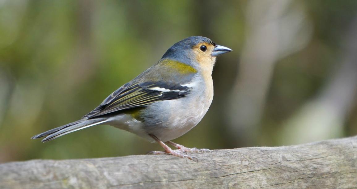 Ученые научили нейросеть различать птиц по их голосу