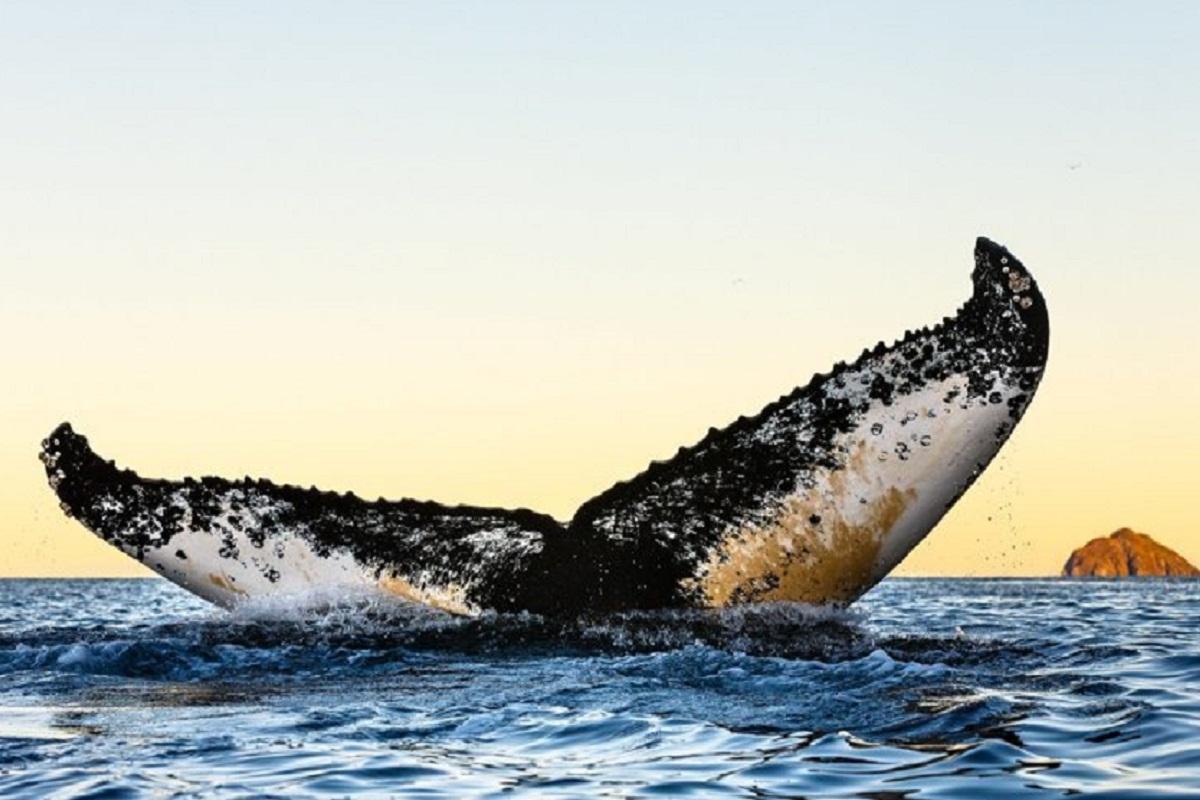 Норвежский рыбак рассказал о встрече с китом в форме шара