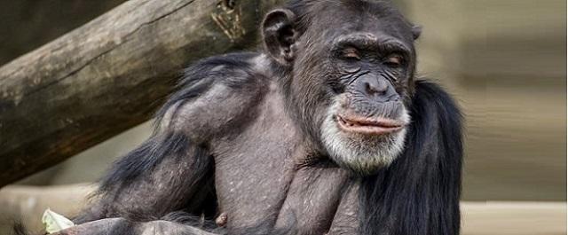 Самцы шимпанзе стали дольше жить благодаря дружелюбию