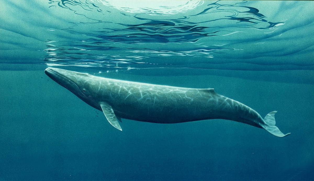 Ученые изучили дыхание китов с помощью мини-дронов