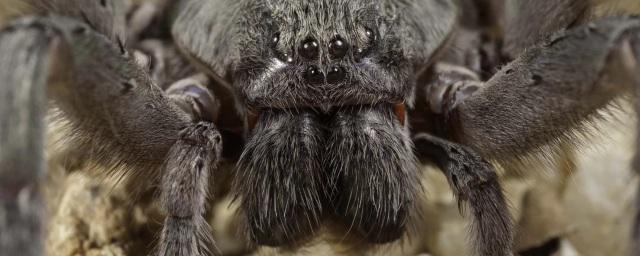 Ученые обнаружили большого пещерного паука с красными клыками