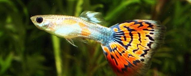 Исследование: Аквариумные рыбки обладают многообразием характеров