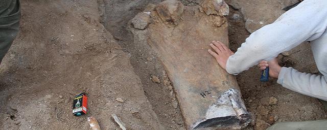На территории Аргентины нашли останки нового вида травоядных динозавров