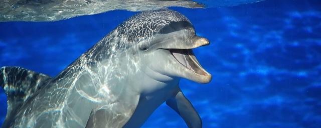 Биологи: Серые дельфины планируют свои погружения за едой