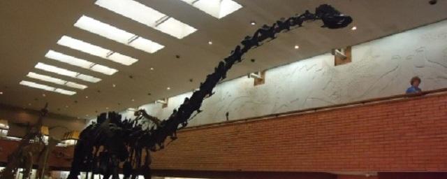 В Аргентине археологи обнаружили останки самого большого динозавра