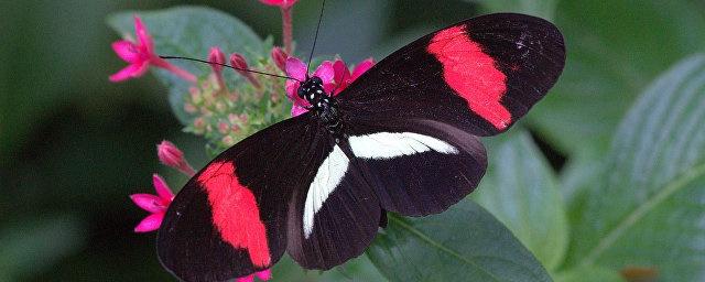 Ученые: Самцы и самки бабочек-геликоний по-разному видят мир