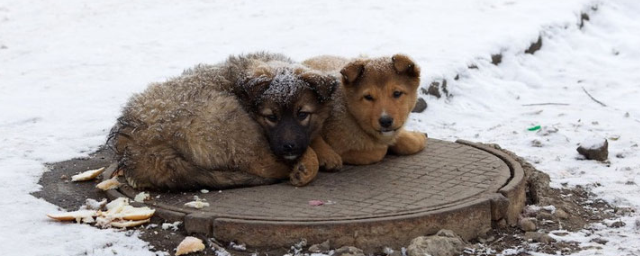 В 2018 году в Калининграде отловят более 2,1 тысячи бездомных животных