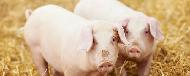 В США в свиньях планируют выращивать органы для человека