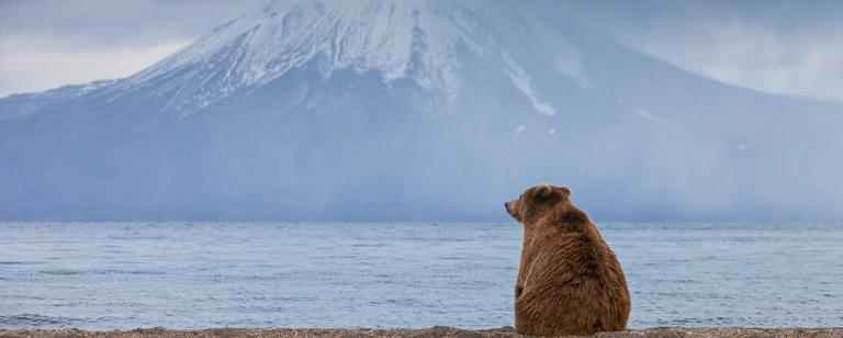 На Камчатке медведи выходят из берлог после зимней спячки