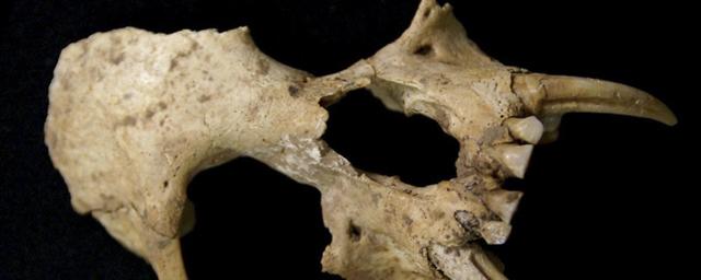 В гробнице в Китае нашли череп гиббона