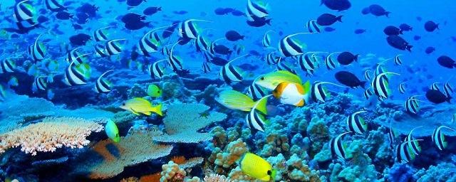 WWF: К 2048 году на Земле может исчезнуть вся рыба