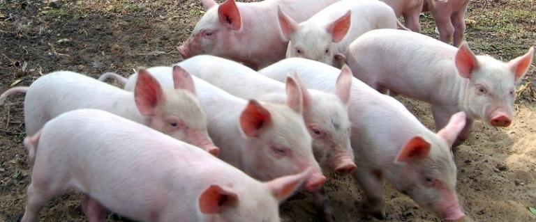 Убытки России от африканской чумы свиней превысили 50 млрд рублей