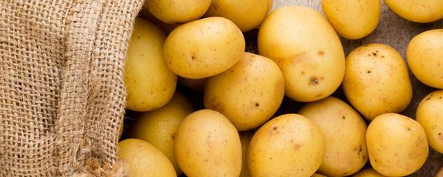 Университет Адама Мицкевича: картофель, баклажаны и помидоры могут помочь в борьбе с раком