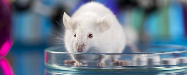 Ученые протестировали уникальное средство от похмелья на мышах