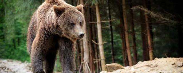 В Тынде сотрудник депо едва сбежал от 100-килограммового медведя