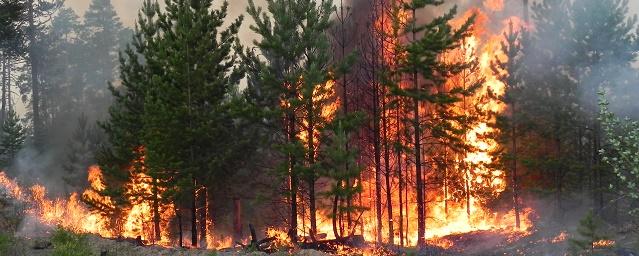 Ученые нашли связь между лесными пожарами в Сибири и таянием ледников