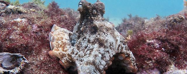 У берегов Австралии обнаружили подводный «город» осьминогов
