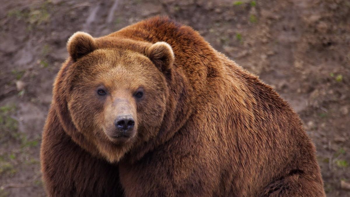 В зоопарке Ижевска три медведя пробудились от зимней спячки