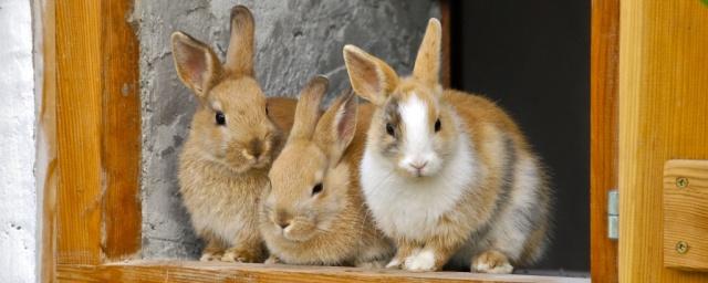 В Костромской области появится генетический центр селекции кроликов