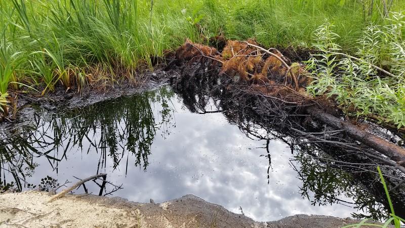 В Удмуртии проводят проверку по факту слива в лесу нефтепродуктов