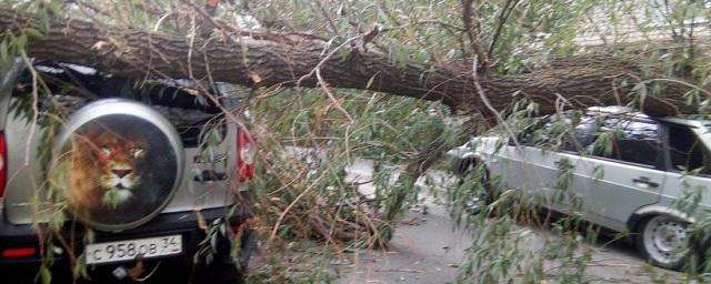 В Волгограде упавшее дерево повредило две машины