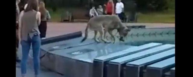 В Челябинске мужчина искупал волка в городском фонтане