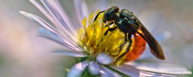 Дикие пчелы и шмели отдают предпочтение синим цветам