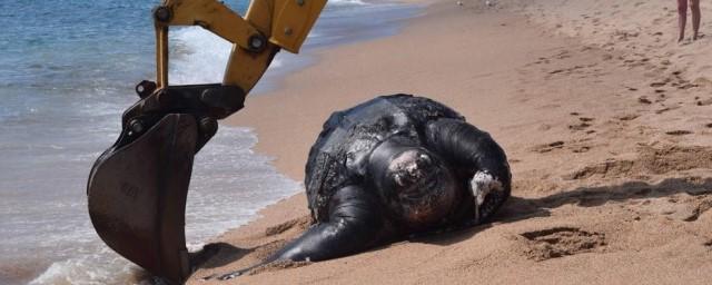 На пляже в Испании нашли 700-килограммовую черепаху