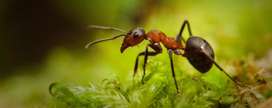 Новосибирские ученые выделили у муравьев «интеллектуальную элиту»