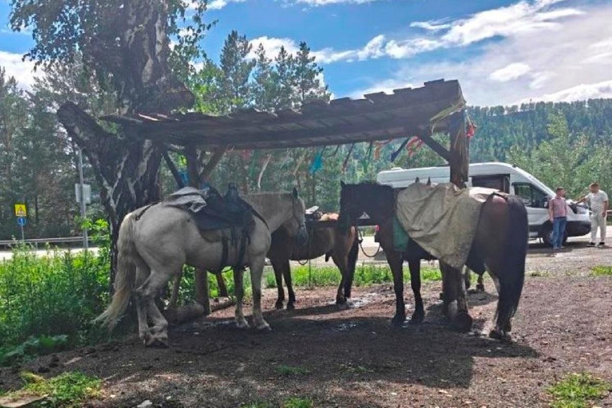 Власти Алтая задумались о легализации туризма