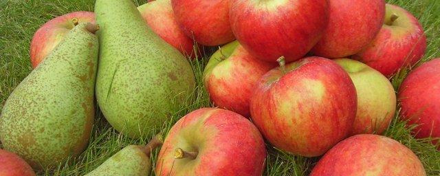 Apple добилась запрета на использование Pear логотипа в виде груши