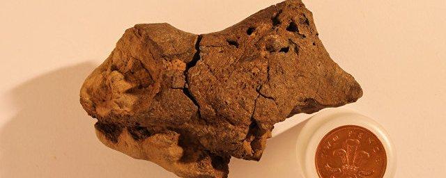 Палеонтологи впервые обнаружили окаменелый мозг динозавра