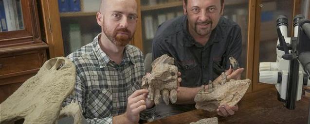 Ученые нашли останки рептилии, относящейся к подотряду крокодиломорфов