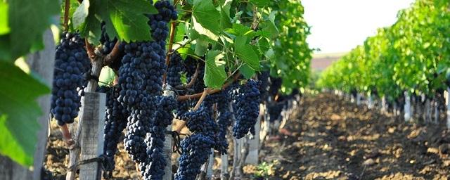 В Дагестане стартовал сбор урожая винограда