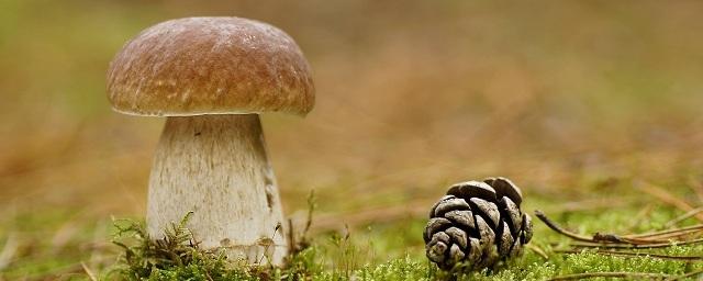 В Воронежской области грибами отравились четыре человека