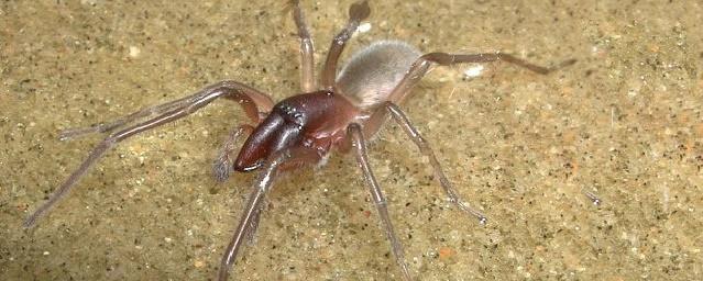Ученые назвали новый вид пауков в честь Боба Марли