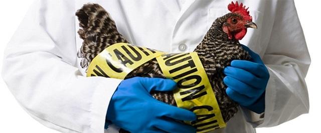 В Чебоксарах детский врач рассказала о профилактике птичьего гриппа