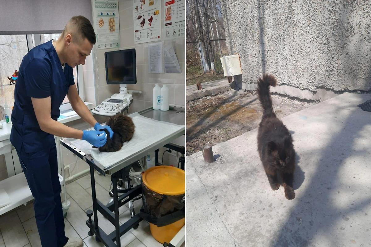 Бездомный кот сам приходит в ветеринарную клинику каждую весну