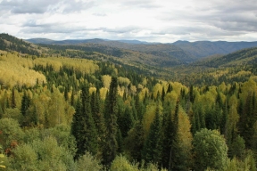 В Ульяновской области четыре тысячи гектаров леса ожидает лесопатологическое обследование