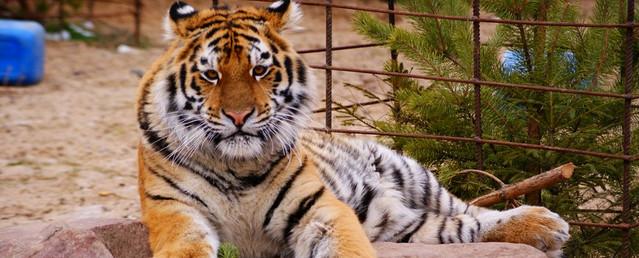Нижегородские полицейские смогут посетить зоопарк «Лимпопо» бесплатно