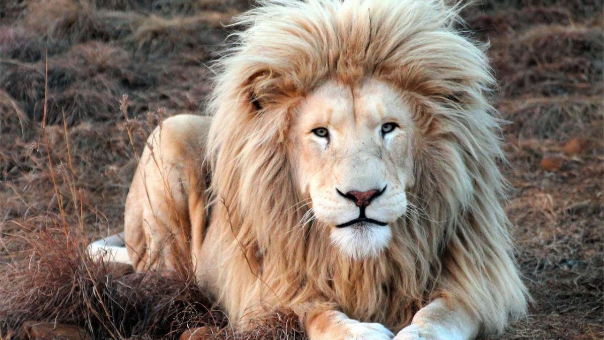 В зоопарке Иванова для белых львов построят вольер за 1,7 млн рублей‍