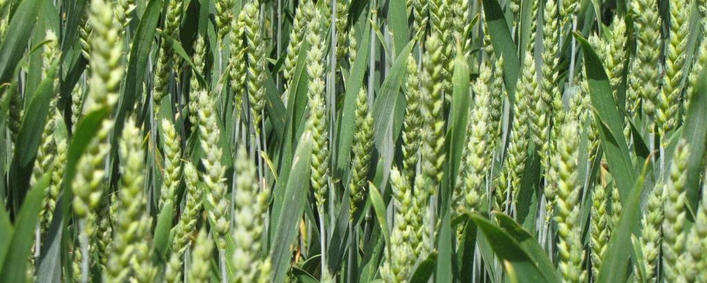 Ученые расшифровали 94% генома пшеницы