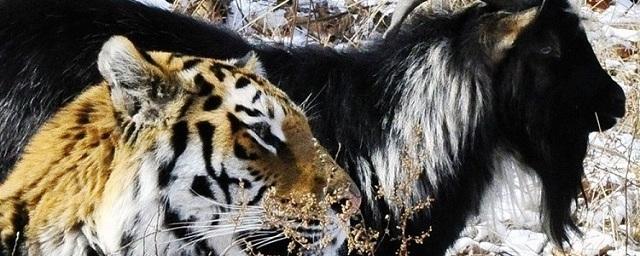 Тигр Амур и козел Тимур теперь будут общаться через ограду
