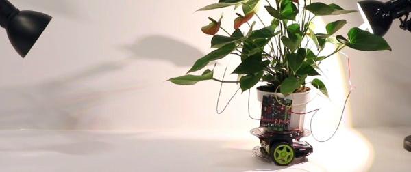 Ученые создали передвигающееся растение-киборга
